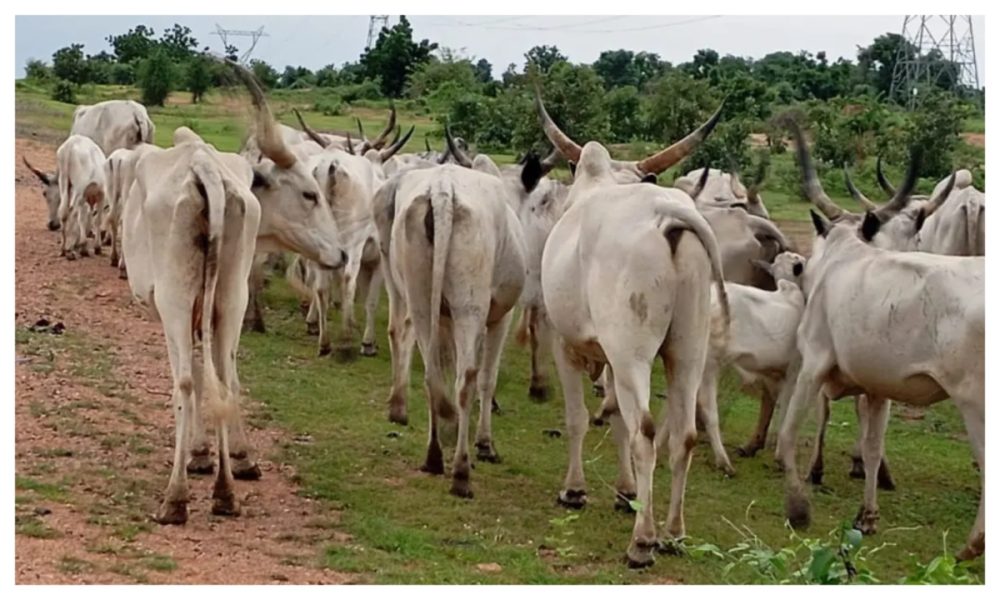 Adamawa govt destroys over 70 poisoned cattle